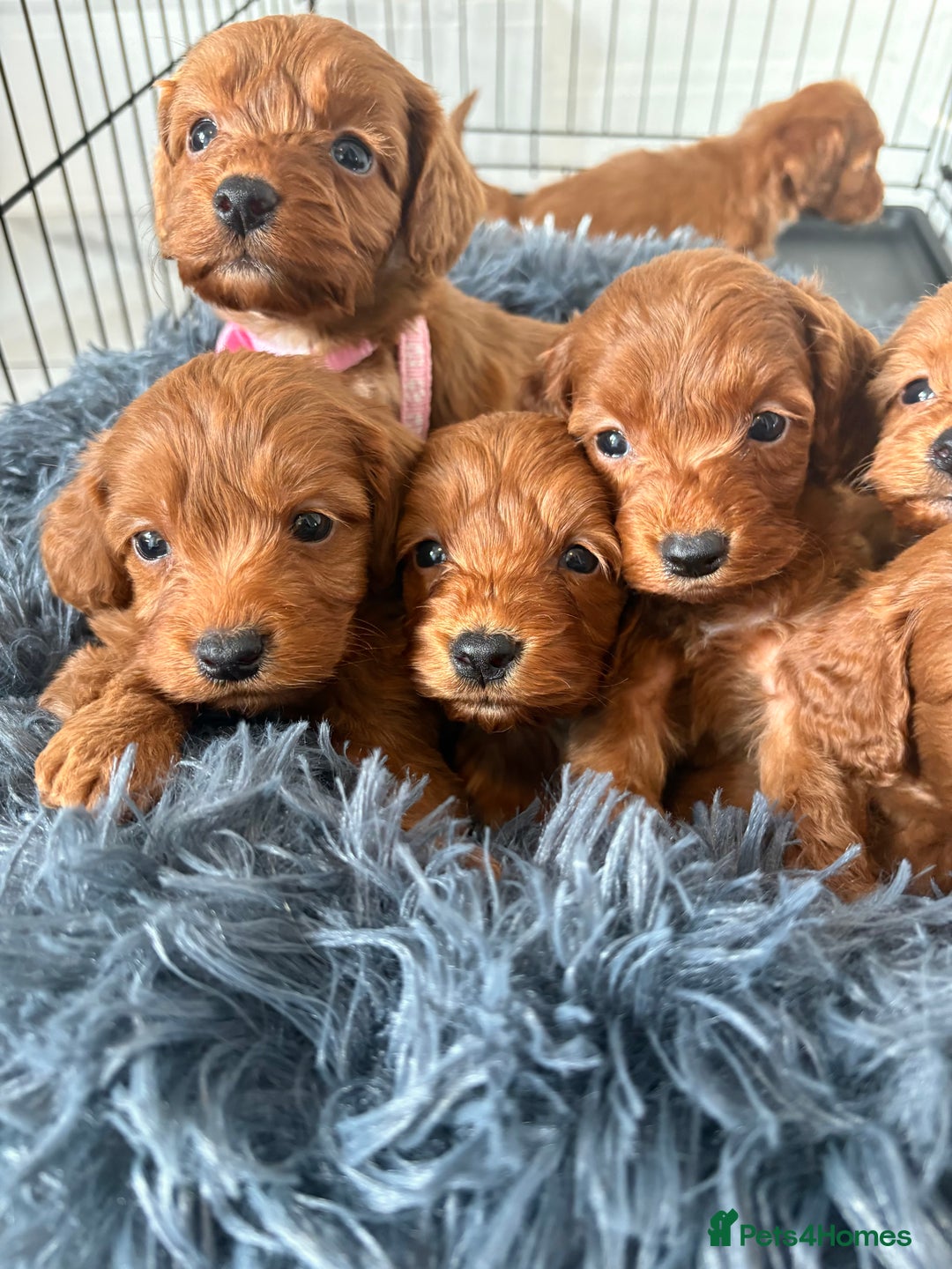 Cockapoo dogs for sale: Beautiful fox red cockapoo - Image 9
