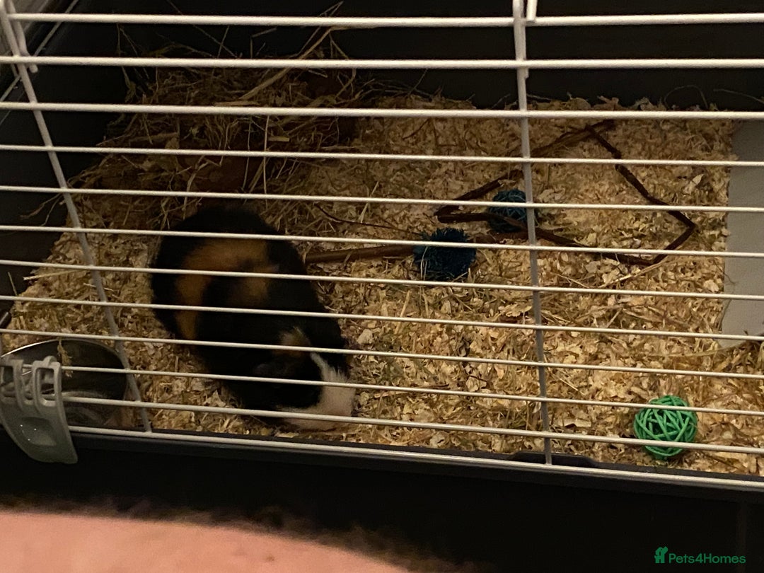 Guinea Pig rodents for sale: Single Male Guinea pig - Advert 4