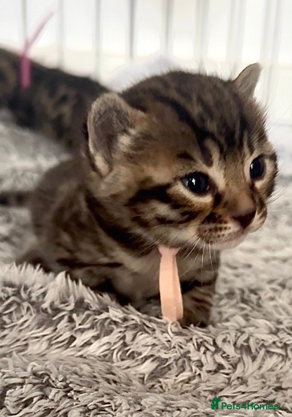 Bengal cats ✨Pedigree Kittens Looking For New Homes✨  - Advert 11