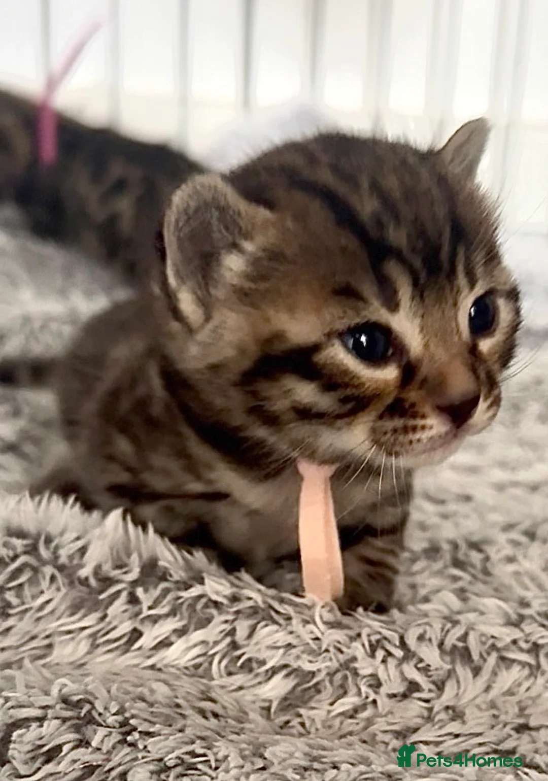 Bengal cats for sale: ✨Pedigree Kittens Looking For New Homes✨  - Advert 1
