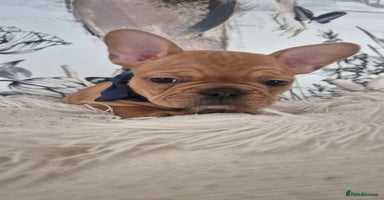 French Bulldog dogs - Advert 13