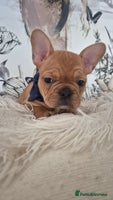 French Bulldog dogs - Advert 13