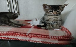 Oriental cats for sale: 2girls 1 boy - Advert 18