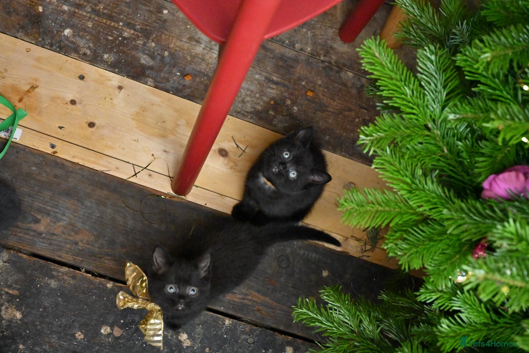 British Shorthair cats for sale: British Shorthair x Persian Kittens Available Now! - Advert 26