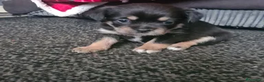 Mixed Breed Puppy 1