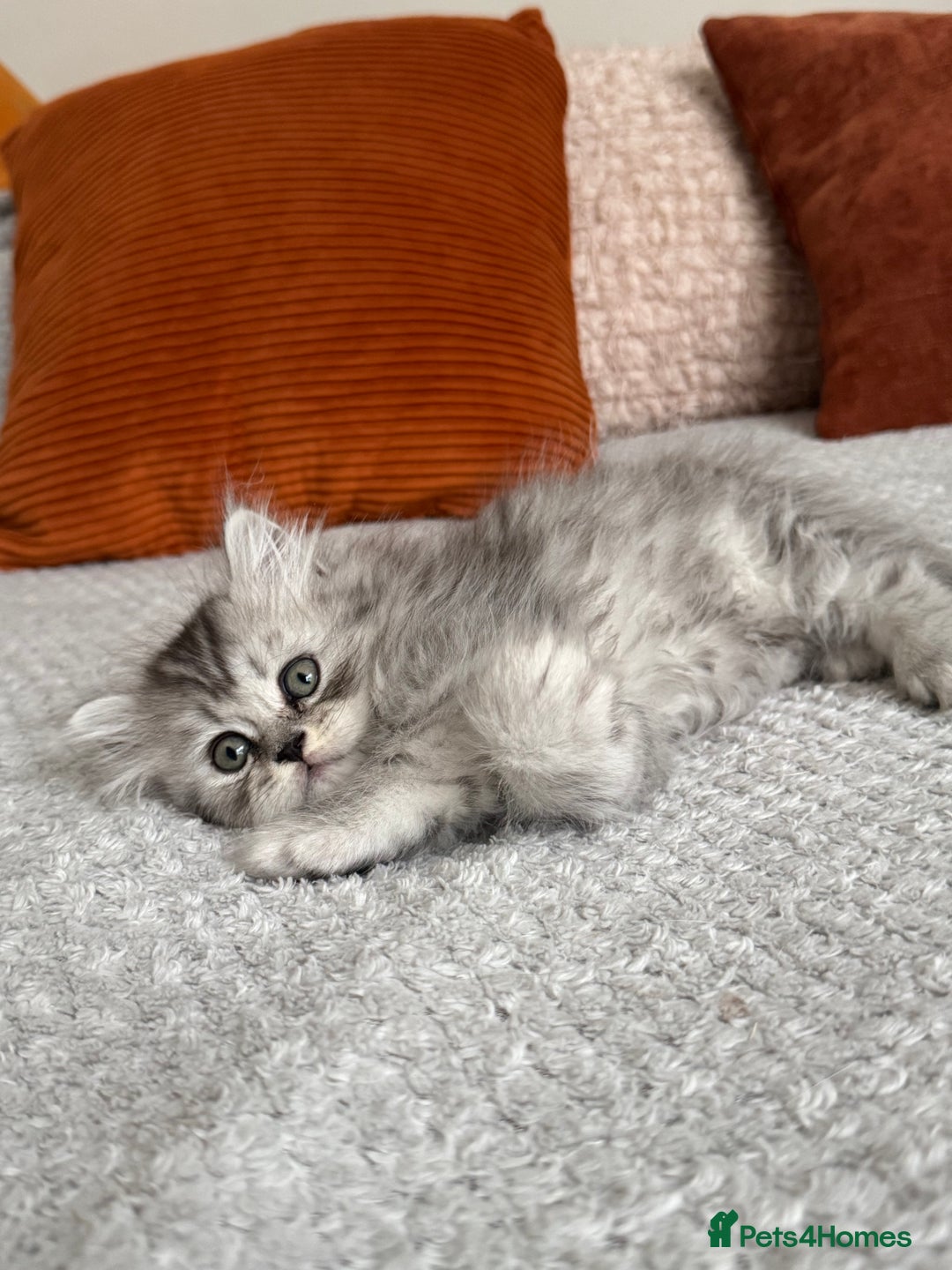 Persian cats for sale: 🐾Fluffy Chinchilla Persian kittens for Sale🐾 - Image 14