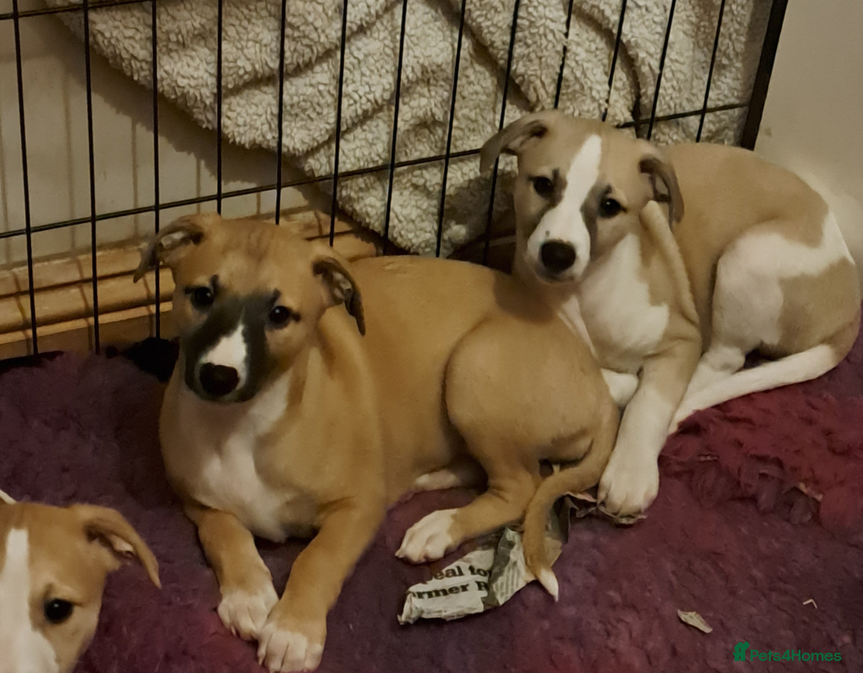 Whippet dogs 2 Beautiful KC reg bitch puppies - Advert 5