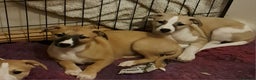 Whippet dogs for sale: 2 Beautiful KC reg bitch puppies - Advert 1