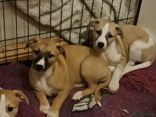 Whippet dogs 2 Beautiful KC reg bitch puppies - Advert 5