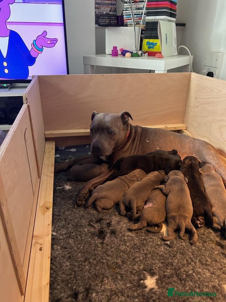 Staffordshire Bull Terrier dogs KC Registered Staffordshire Bull Terrier Puppies - Advert 1