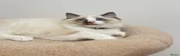 Ragdoll cats for sale: TICA Reg Ragdoll Kittens from Show-Winning Lines - Advert 3