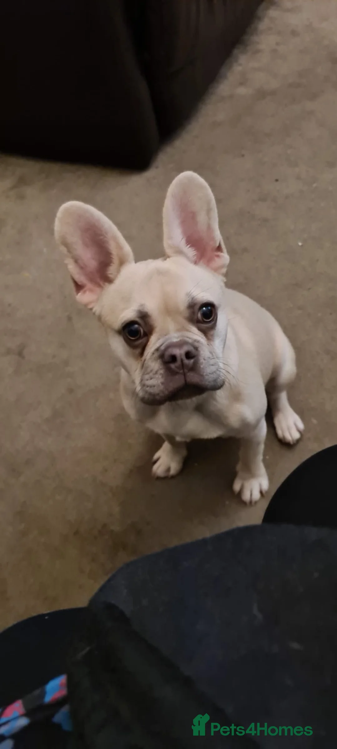 French Bulldog dogs for sale: Frenchie in Staines - Advert 4