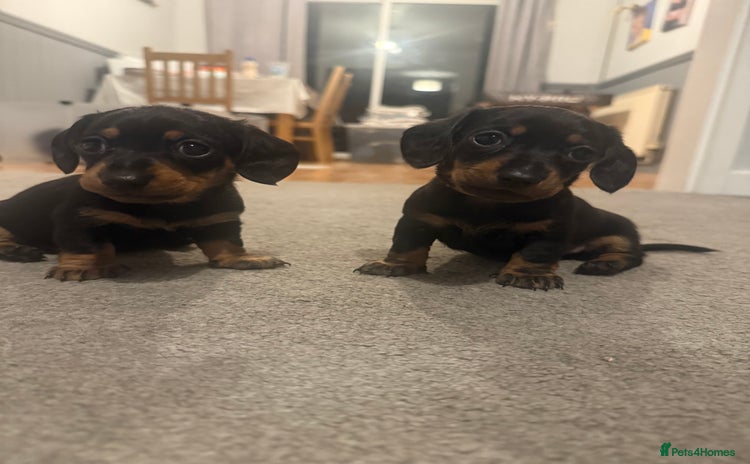 Miniature Dachshund dogs - Advert 9
