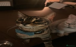 Bengal cats for sale: Merlin, 2 Years, Bengal, neutered - Rehoming - Image 3
