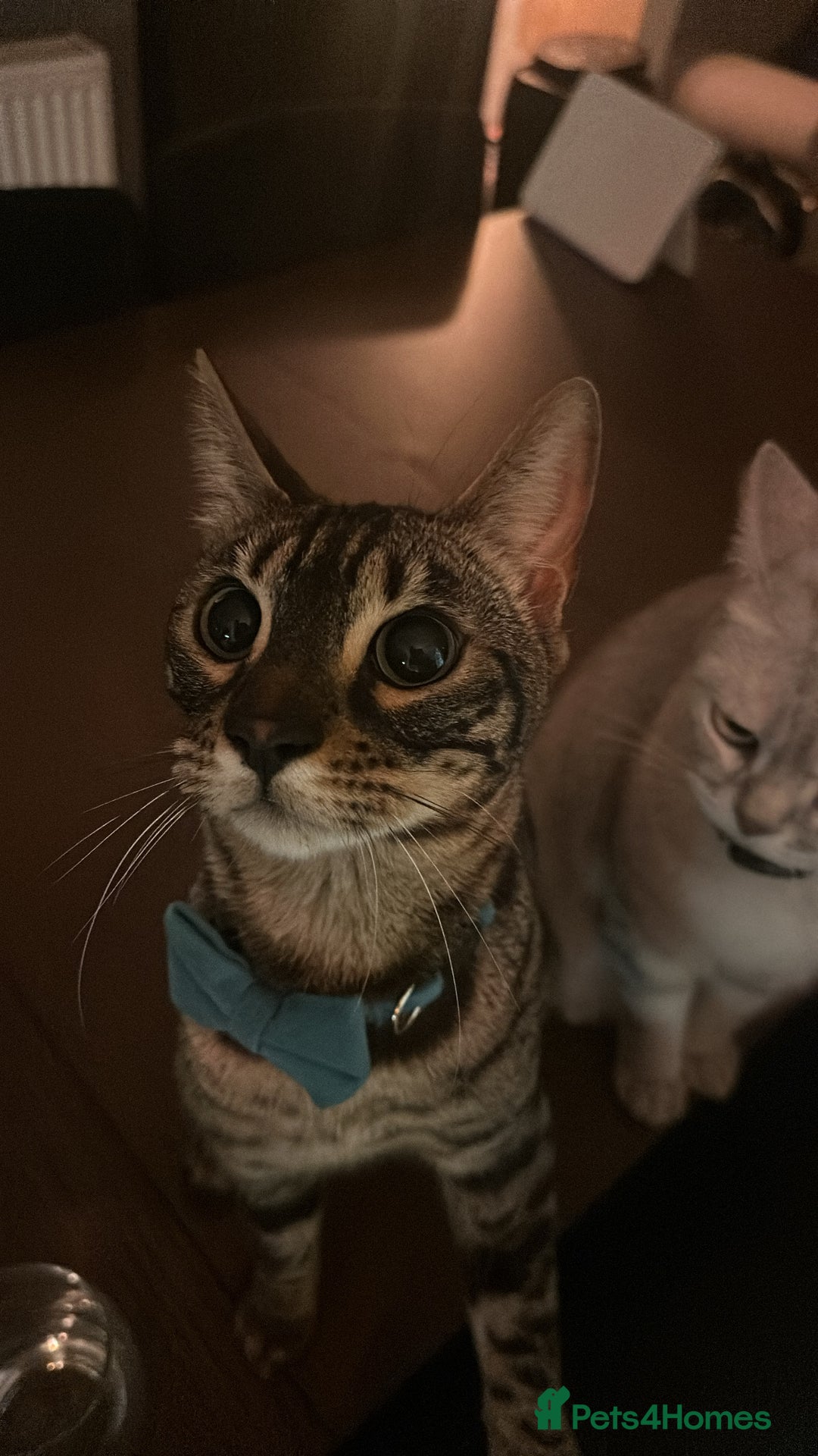 Bengal cats for sale: Merlin, 2 Years, Bengal, neutered - Rehoming - Image 3