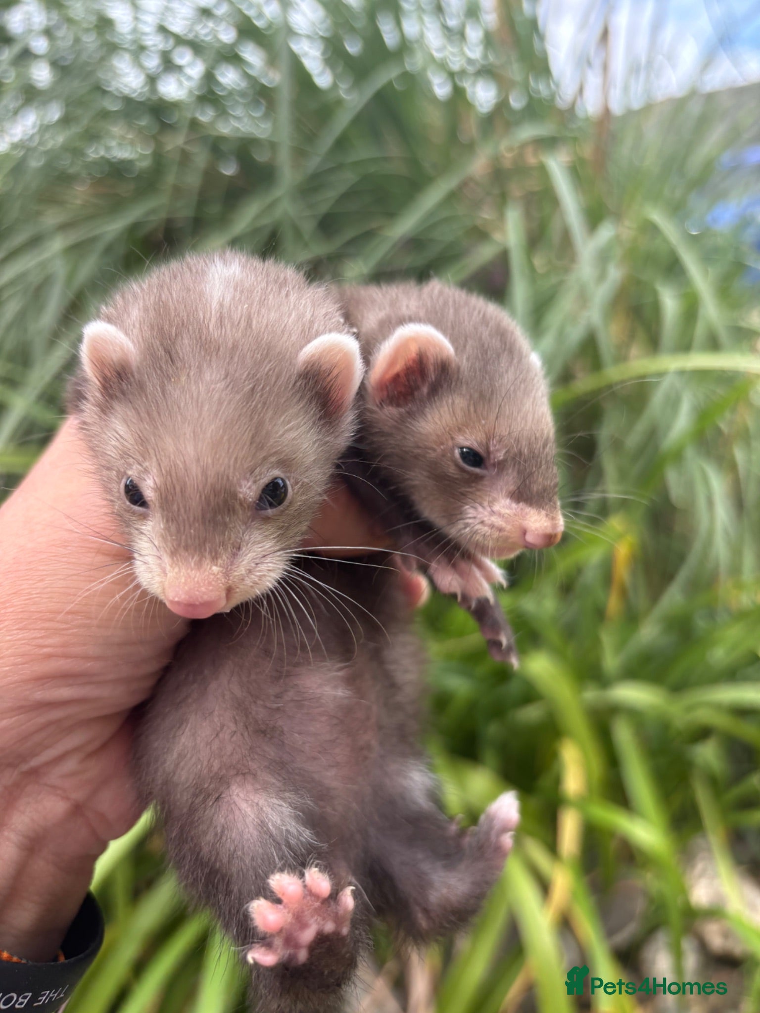 Ferret rodents Just 2 left! - Beautiful silver X polecat kits - Advert 2