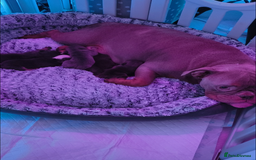 Mixed Breed dogs for sale: English Bulldog & French Bulldog - Image 7