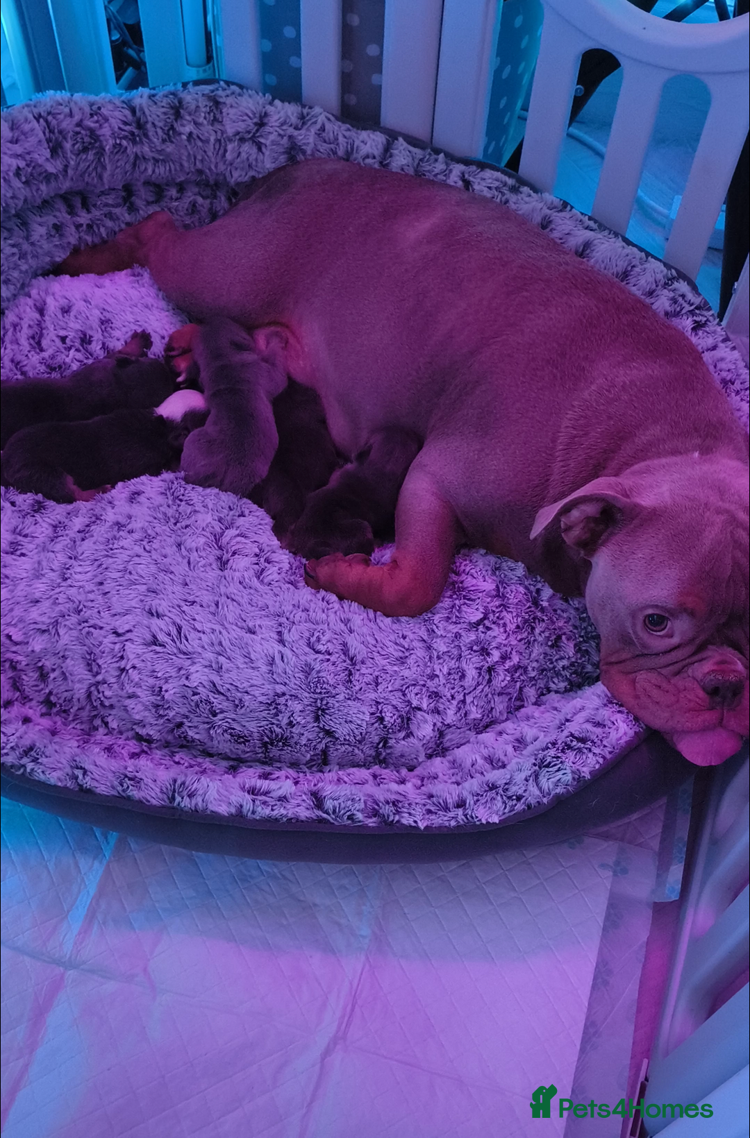 Mixed Breed dogs for sale: English Bulldog & French Bulldog - Image 7