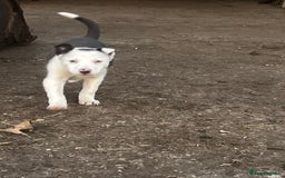 Border Collie dogs for sale: 2 beautiful border collie bitches  - Image 8