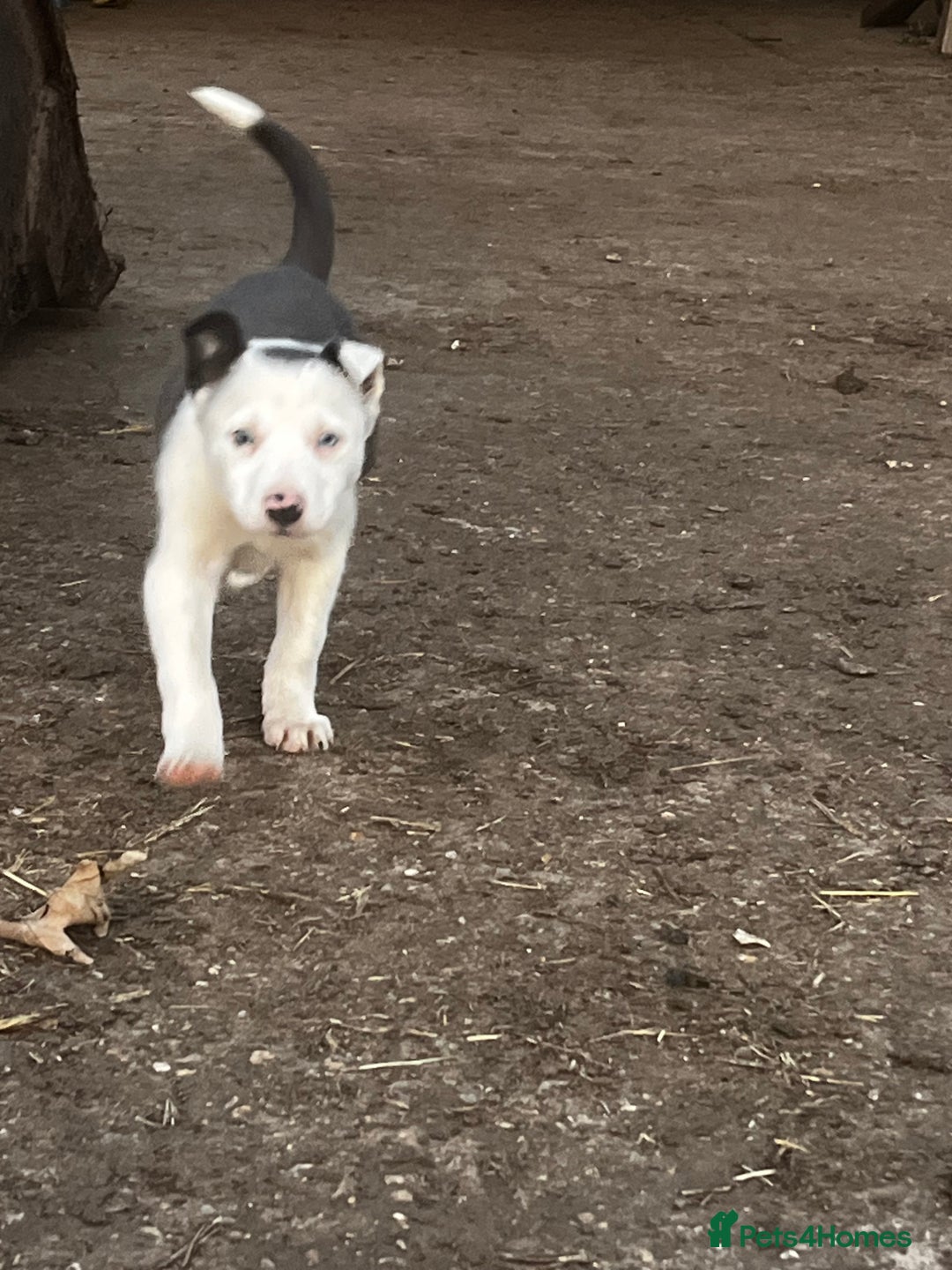 Border Collie dogs for sale: 2 beautiful border collie bitches  - Image 8