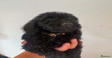 Cockapoo dogs - Advert 3
