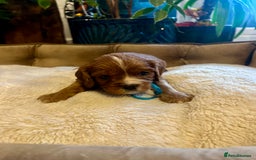 Cavalier King Charles Spaniel dogs for sale: 🫶🏻 Cavalier King Charles 🐶 - Image 14