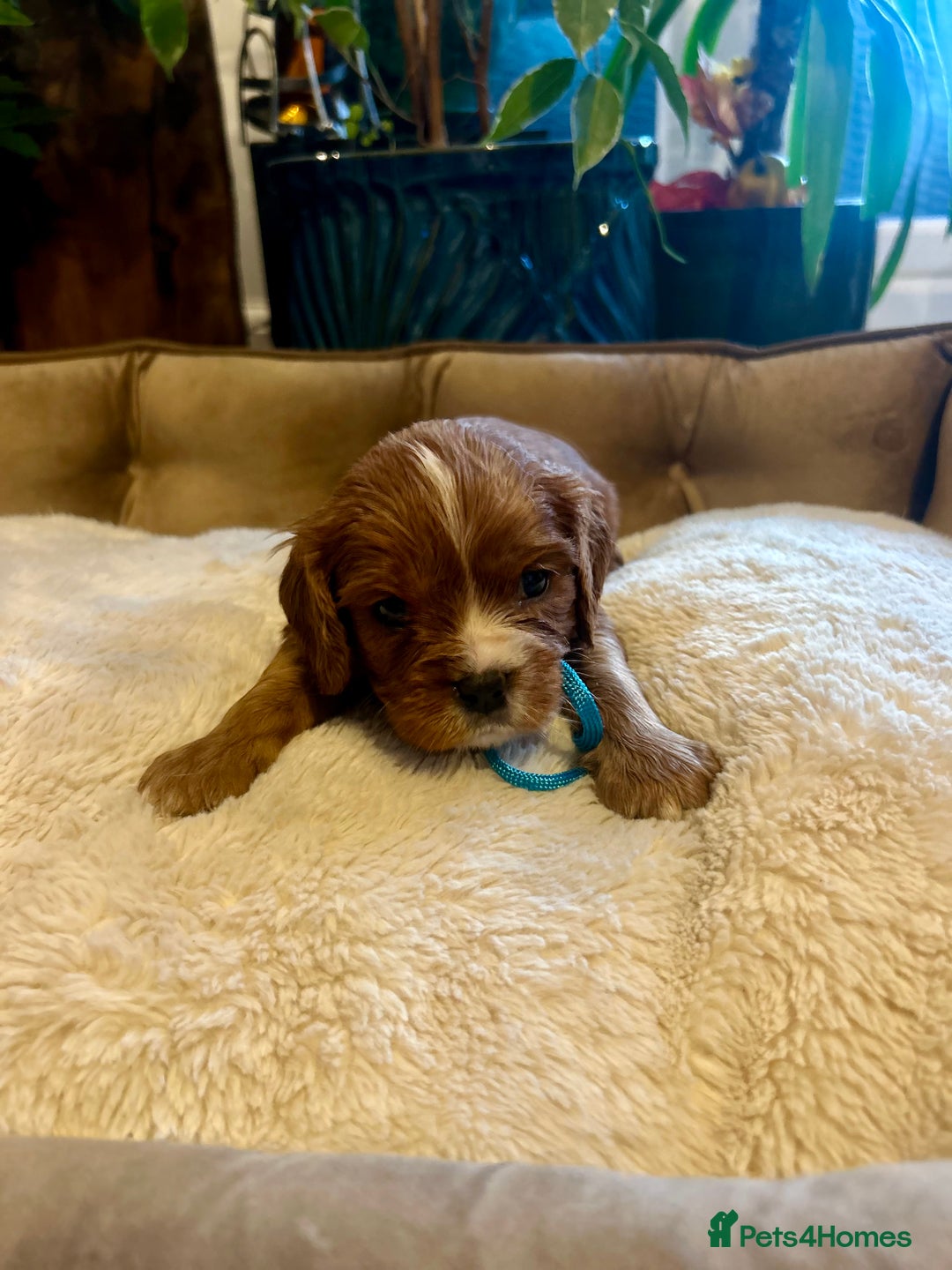 Cavalier King Charles Spaniel dogs for sale: 🫶🏻 Cavalier King Charles 🐶 - Image 14