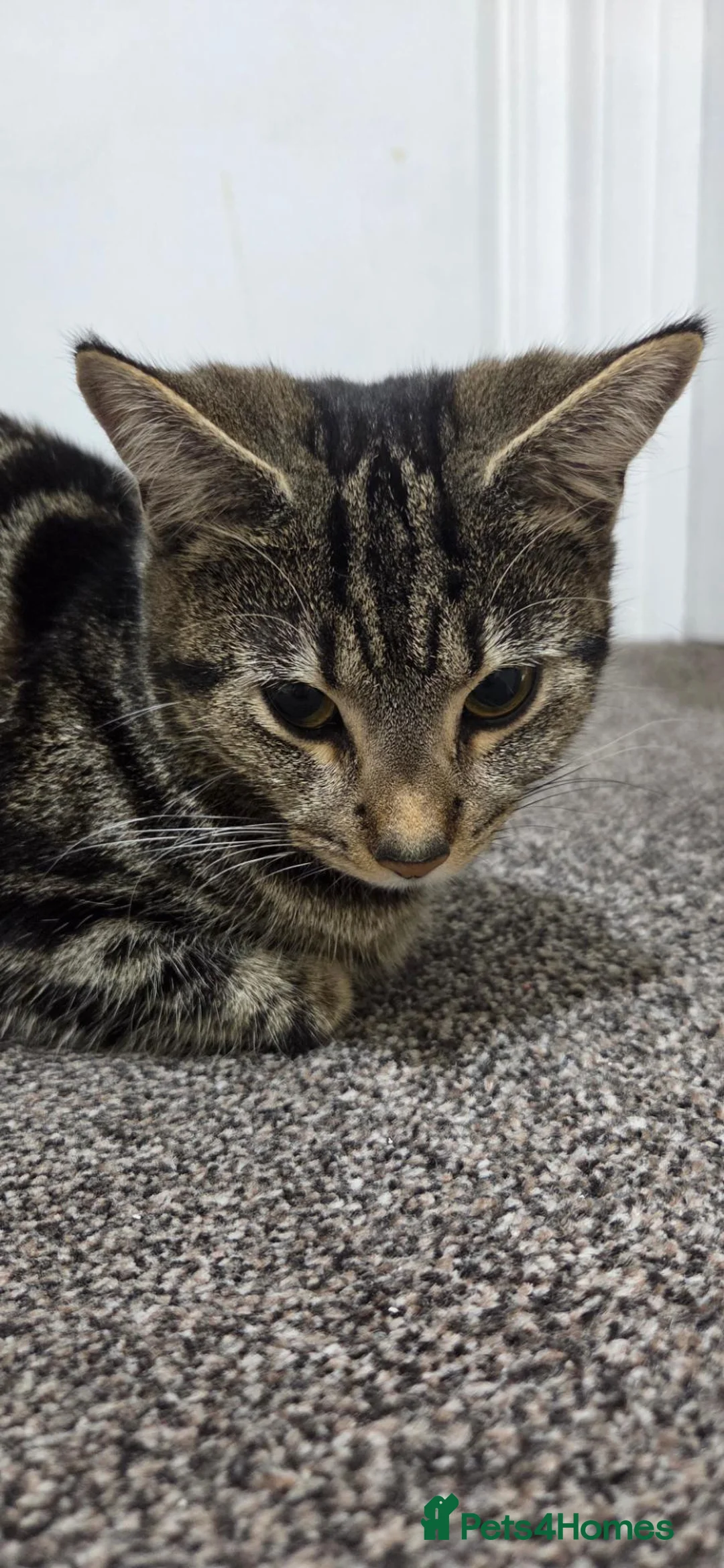 Mixed Breed cats for sale: 1.5 year old female cat  in Southampton - Advert 3