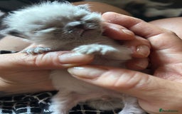 Ragdoll cats for sale: 💞 RAGDOLL Kittens Ready 13th August GrCh Blood - Image 23