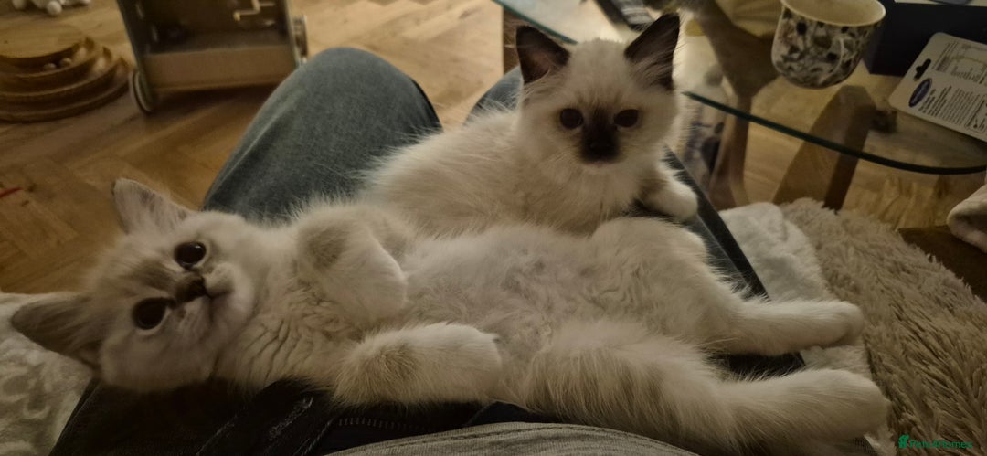 Ragdoll cats for sale: 4 Precious tica Ragdoll girls - Image 7