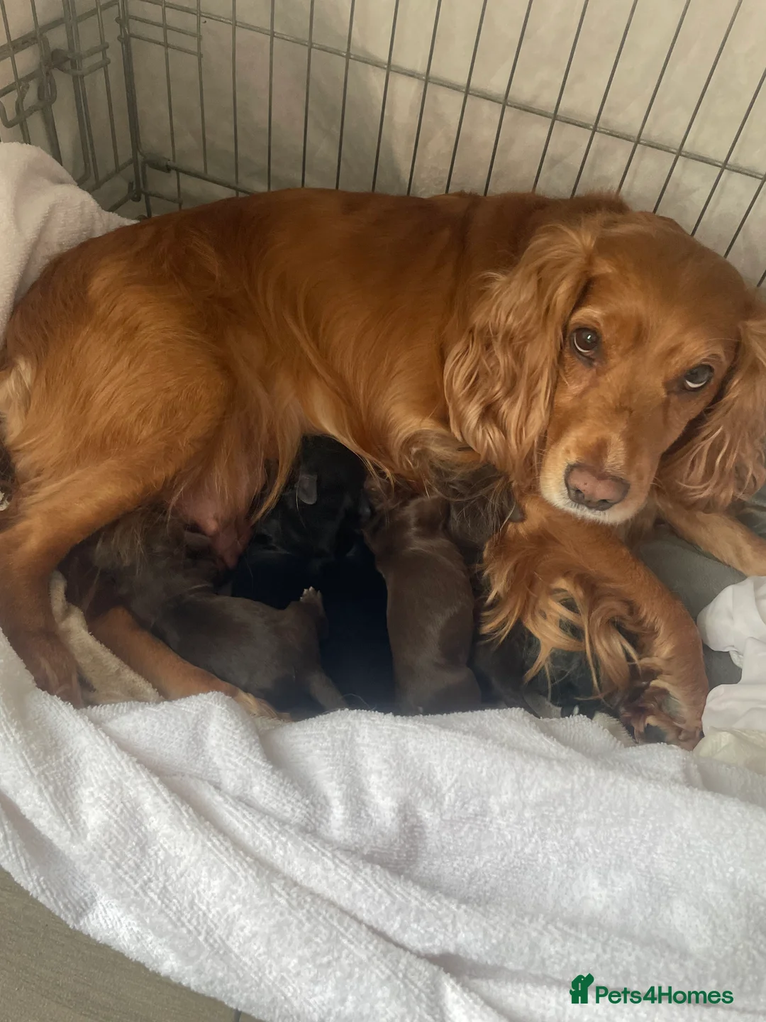 Cocker Spaniel dogs for sale: Working Cocker Spaniel Puppies 🐾 - Advert 1