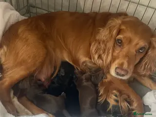 Cocker Spaniel dogs Working Cocker Spaniel Puppies 🐾 - Advert 1