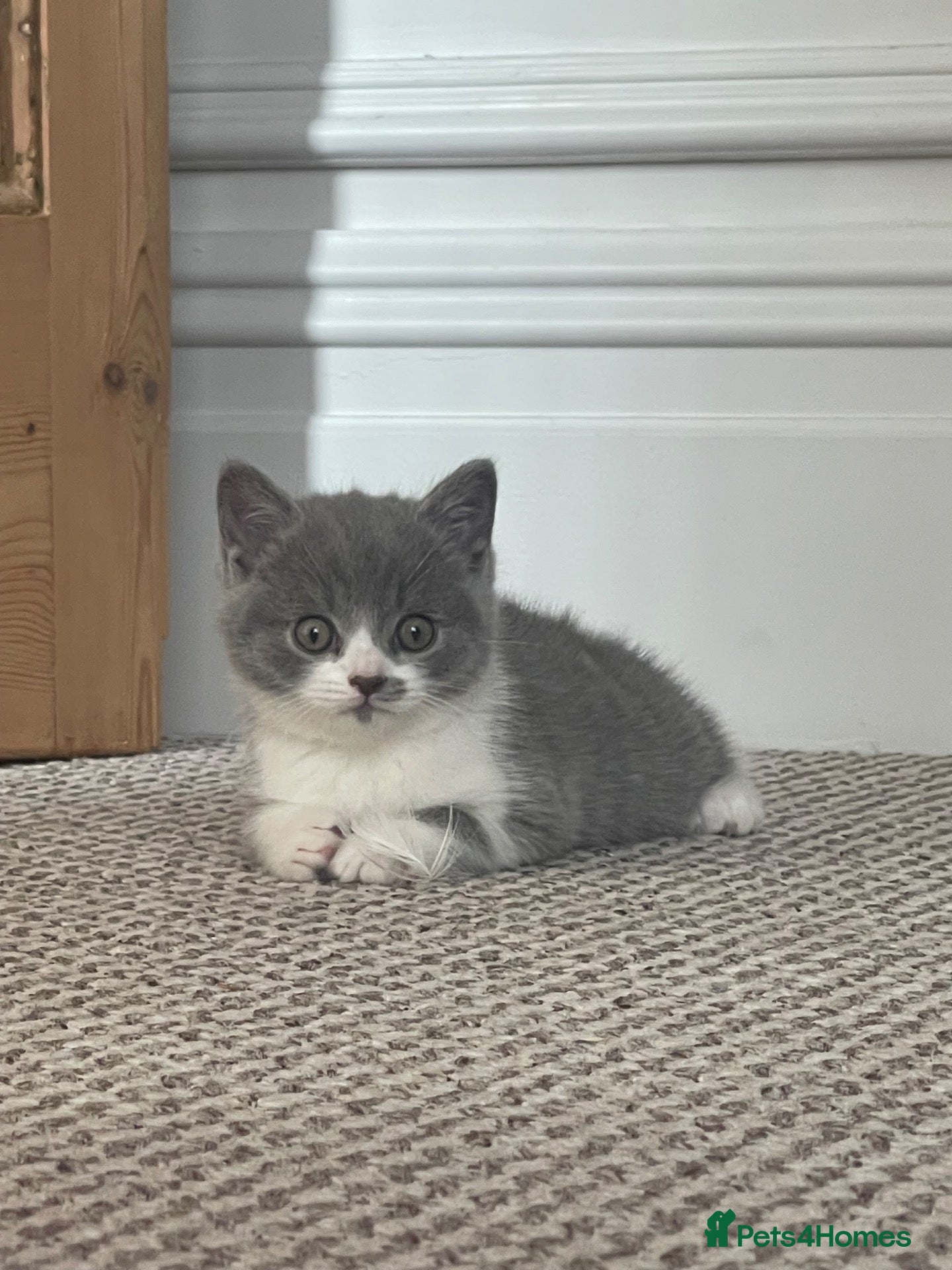 British Shorthair cats Last BSH Boy left - Advert 1