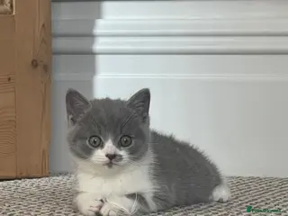 British Shorthair cats Last BSH Boy left - Advert 1
