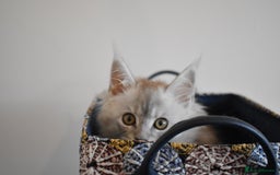 Maine Coon cats for sale: 💕💕💕5 Amazing Maine Coon kittens💕💕💕  - Image 4