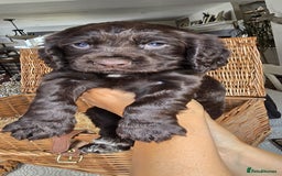 Cocker Spaniel dogs for sale: 4th Generation, Working Cocker Spaniel Puppies  🩵 - Image 10