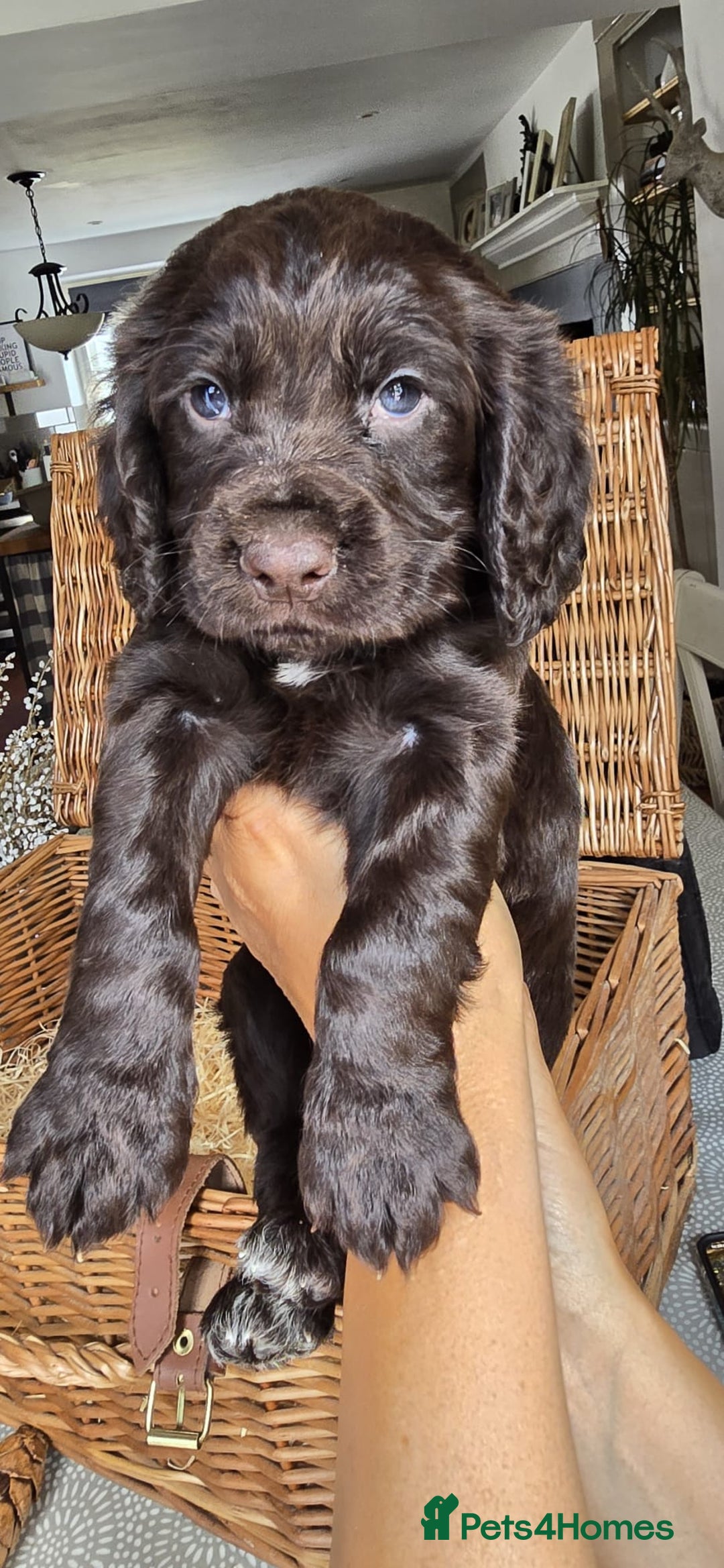 Cocker Spaniel dogs for sale: 4th Generation, Working Cocker Spaniel Puppies  🩵 - Image 10
