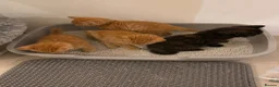 Mixed Breed cats for sale: Loving Mother Cat & Beautiful Kittens for sale  - Advert 2