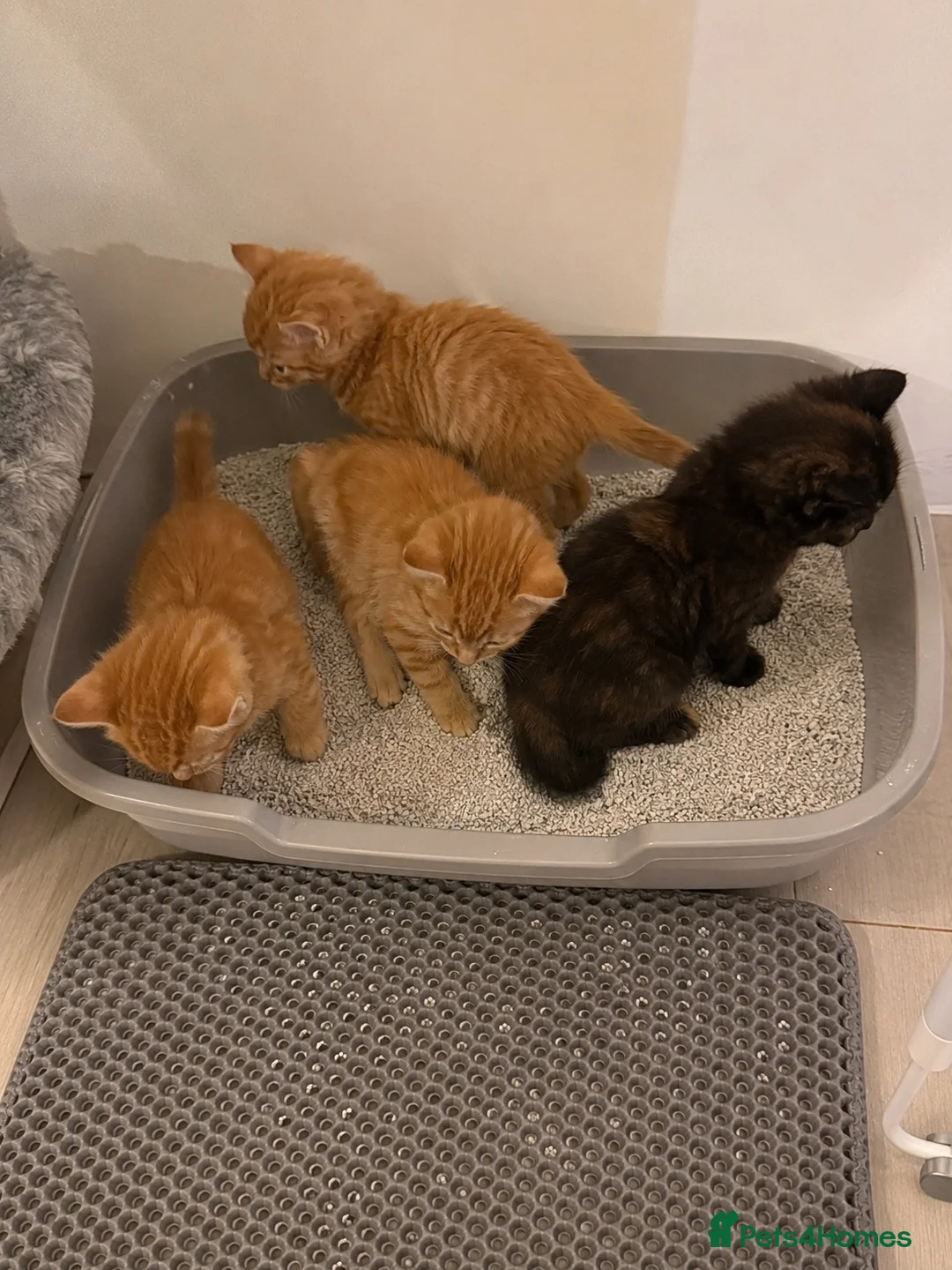 Mixed Breed cats for sale: Loving Mother Cat & Beautiful Kittens for sale  - Advert 2