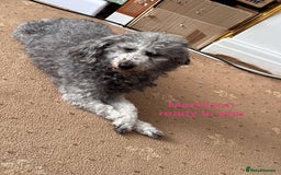 Miniature Poodle dogs for sale: Miniature poodles  - Image 8