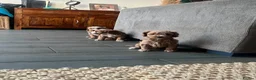 Cockapoo dogs for sale: Beautiful playful F1b cockapoos  - Advert 28