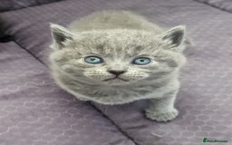 British Shorthair cats for sale: Beautiful British shorthair female kittens - Image 5