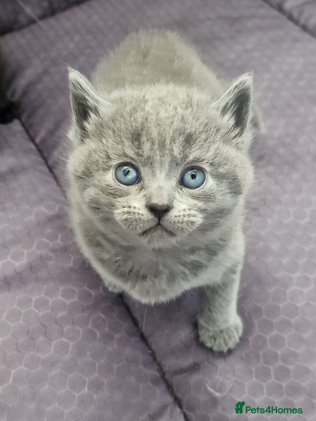 British Shorthair cats for sale: Beautiful British shorthair female kittens - Image 5