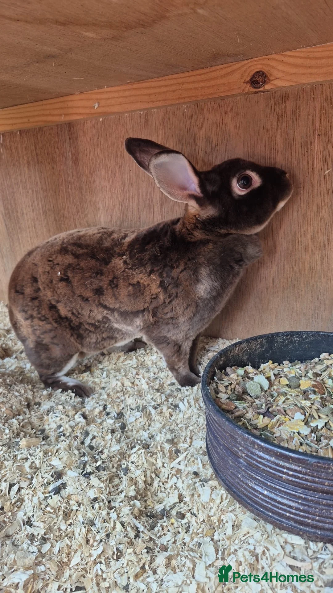 Rex rabbits for sale: Pure Female Standard Rex  in Rochester - Advert 2