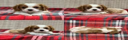Cavalier King Charles Spaniel dogs for sale: STUNNING CAVALIER KING CHARLES PUPPIES  - Advert 32