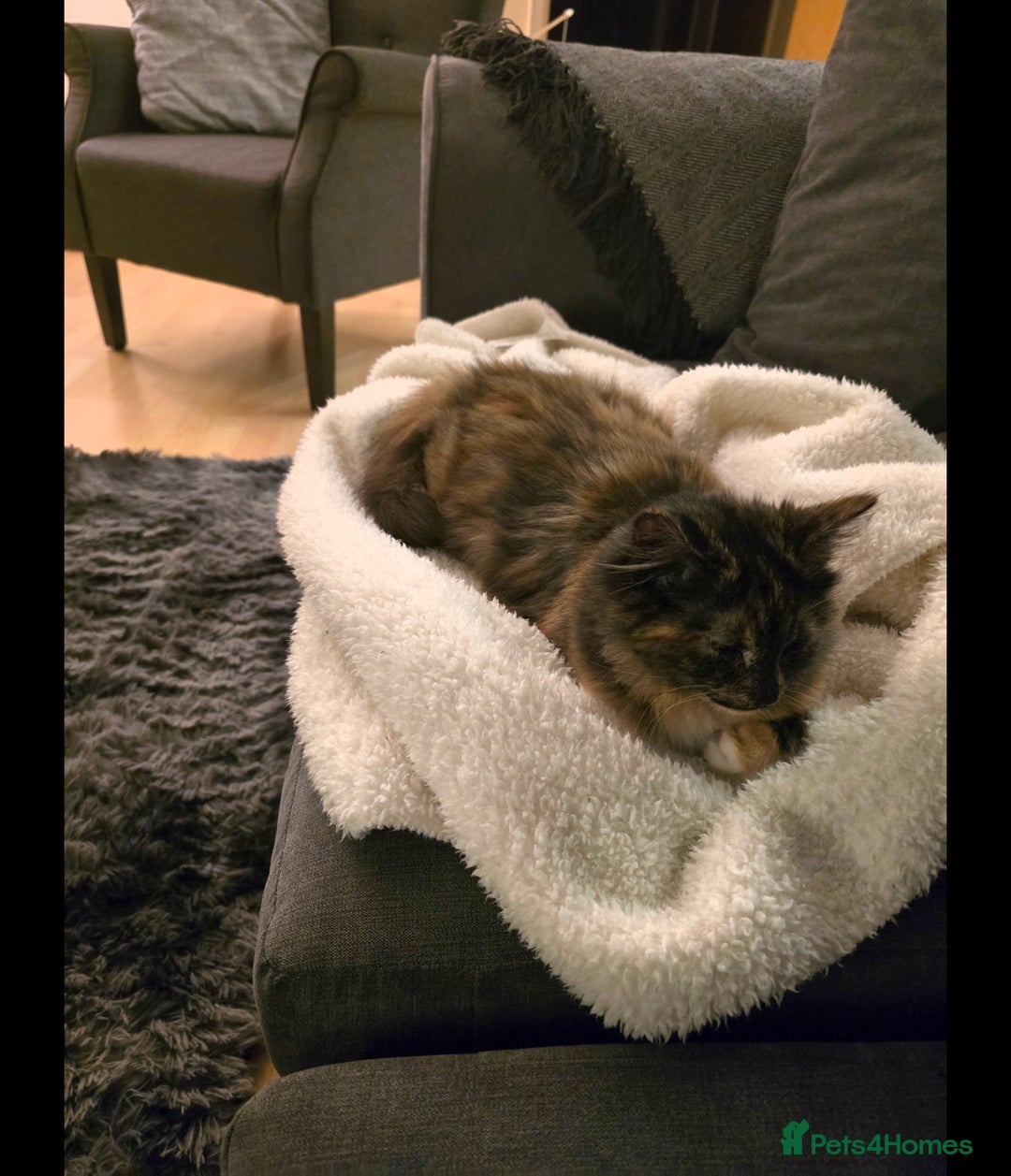 Mixed Breed cats for sale: Beautiful playful and cuddly girl - Advert 2