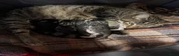 Mixed Breed cats for sale: Beautiful kittens for sale. - Advert 2