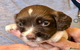 English Springer Spaniel dogs for sale: 5th Gen Springers: Purebred, 7th litter, 36 total - Image 36