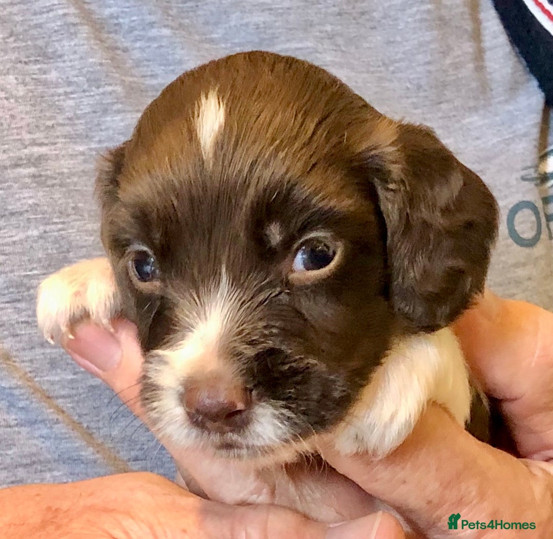 English Springer Spaniel dogs for sale: 5th Gen Springers: Purebred, 7th litter, 36 total - Image 36