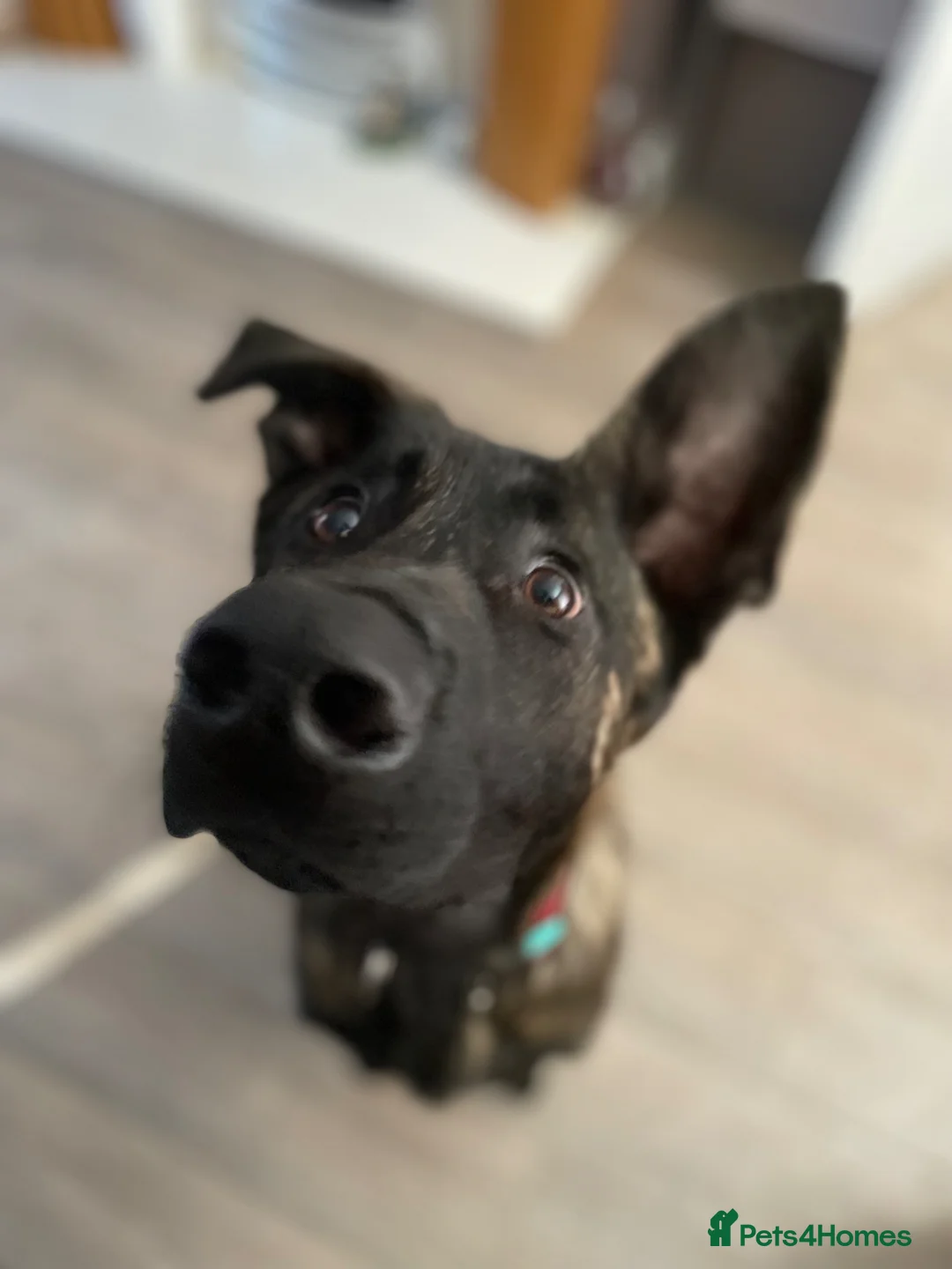 Mixed Breed dogs for sale: Ted 3 year old male - Advert 2